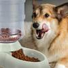 3.8L Automatic Pet Feeder Water Dispenser Dog Cat Auto Feeding Food container Water Bowl Drinking Fountain for Small Middle Dogs