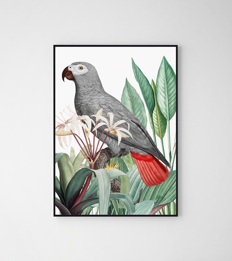 Плакат с изображением серого попугая
