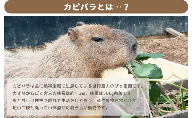 [Suitcase Company] Hooded Neck Pillow, Capybara Design, U-Shaped, Cap-Style, Portable Pillow, Cushion for Travel, Buses, Planes, Offices, and Cars