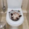 Забавные 3D Наклейки Кот на Туалет DIY Самоклеящиеся Настенные Наклейки Водостойкие Белка Наклейки на Крышку Туалета