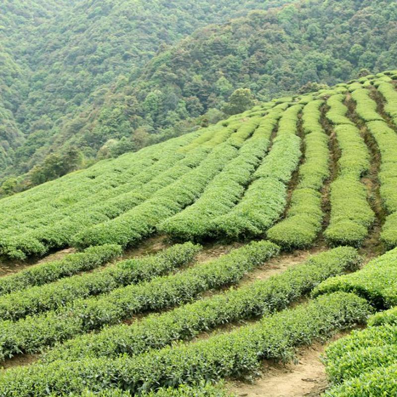 250 г Высокогорного чая Улун Тайвань Цзиньсюань Улун Органический зеленый чай в пакетиках