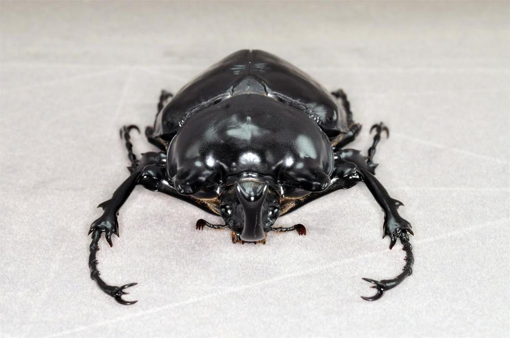 БАКАЛИСО Нирвана Актеон Жук-слон Фигурка Жук Жук-слон Магнит для холодильника Магнит Реалистичный Взрослый Иллюстрированная книга Насекомое