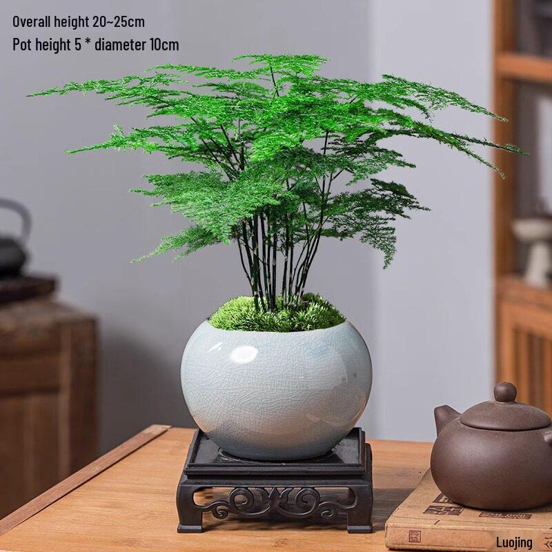 Asparagus Fern Indoor Bonsai: Easy-Care Evergreen for Home or Office Decor.
