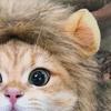 Halloween Cat Lion Mane Wig Costume Funny Lion Hair Pet Cosplay Outfit with Ear for Holiday Photo Shoot Party Dress-up Accessory
