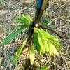 1pc Heavy-Duty Aluminum Weed Remover  - Ergonomic Grip, Easy To Use for Garden and Yard Weeding (Handle Not Included), Garden Weeding Tool