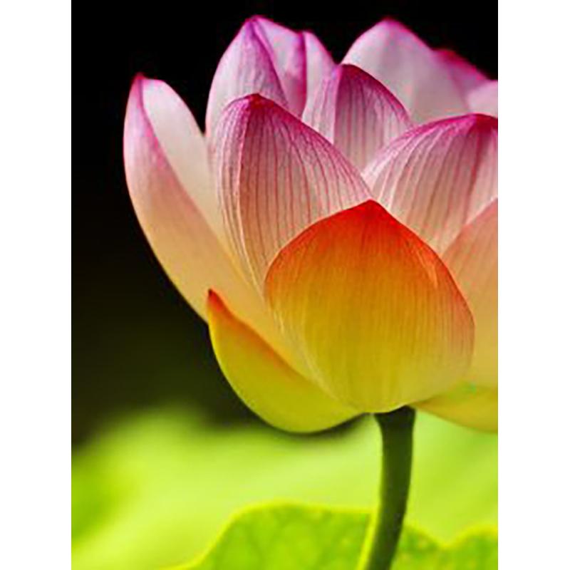 5D DIY Алмазная картина, полная круглая дрель, цветок, набор для вышивки крестом, мозаика, алмазная вышивка, роза, настенное искусство, украшение дома