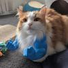 Yousheng Cat Muscle Arm 3D Printed Neck Arm with Muscle Pet Cosplay Costume Accessories for Halloween Birthday Party Supplies