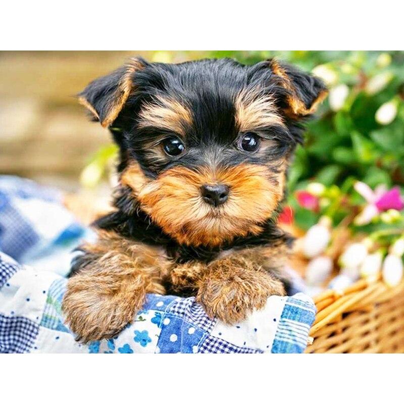 Новый 5D DIY алмазная живопись собака цветок Алмазная вышивка животное вышивка крестиком полная круглая дрель домашний декор ручной художественный подарок