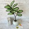 Ochrosia Maculata Jacq Tree Synthetic Greenery For Indoor Home Office Decoration And Photography