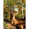 Канва Margot Le Prince Des Bois 50x65 см - MRC1333560
