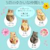 Cat Gift Cat Cookies Mint Pink Cat Tea Tea Bags Cat Tea 5 Types Cute Cat Postcards of (10 Pieces) & & (NEKOSAN-TEA) & (Set 8)