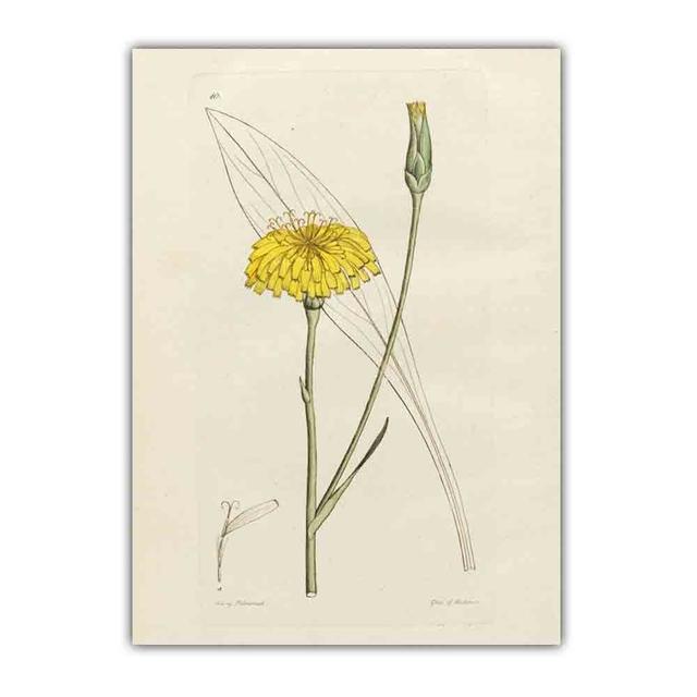 Скандинавское ретро-искусство картина на холсте с изображением растений эволюция цветов Популярная наука Плакат гостиная коридор украшение дома фреска без рамки