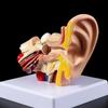 1.5 times on the table ear – розовый, синий