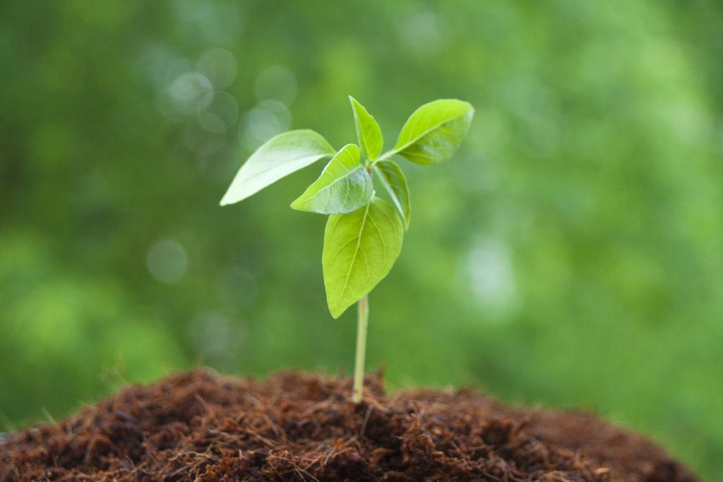 SAFLAX Garden in the Bag - Органический - Базилик тайский - 250 семян - С субстратом в подходящем стоячем пакете - Ocimum basilicum