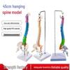 45СМ Цветная модель позвоночника: Позвоночный столб с тазом, бедренной костью, копчиком, поясничными, шейными позвонками для использования в хиропрактике
