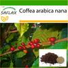 Карликовый кофе - 8 семян - С горшечным субстратом для лучшего выращивания - Coffea arabica nana