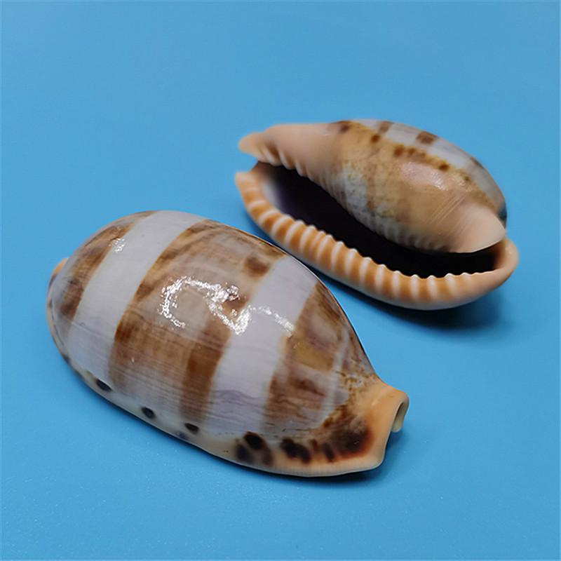 Редкий натуральный экземпляр раковины каури для аквариума или средиземноморского домашнего декора