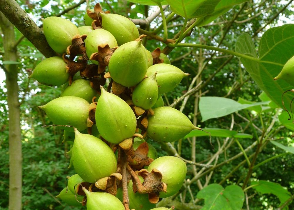 SAFLAX Подарочный набор - Дерево принцессы - 200 семян - С подарочной коробкой, карточкой, этикеткой и субстратом для горшков - Paulownia tomentosa