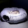 Плюшевое гнездо-туннель для шерсти домашних животных, теплая подстилка для кошек, складная кровать для собак
