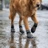 4PCS Wear Resistant Waterproof Dog Socks Shoes Dirt-Resistant Dog Paw Protector  Home