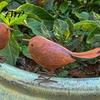 Modern Bird Decoration 2 Pcs Rusty Metal Figurine Farmhouse Vintage Garden Statue Decorative Cute Small Sculpture for Home Patio Yard Lawn Decor