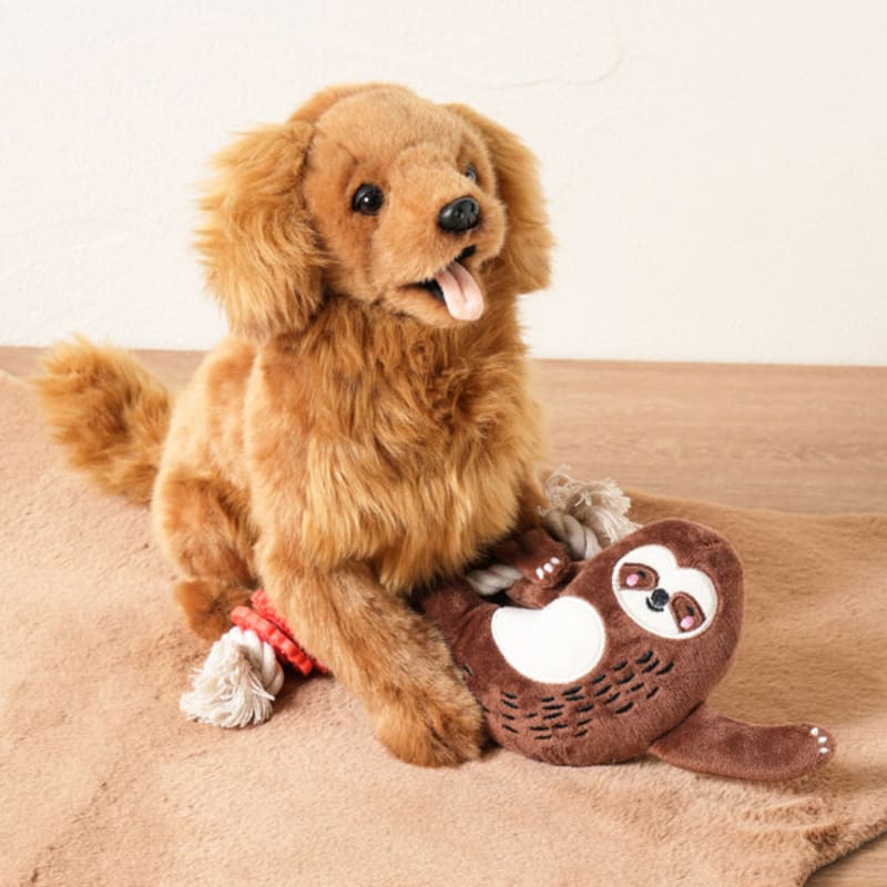 [Домашнее животное] Ленивец Ленивец