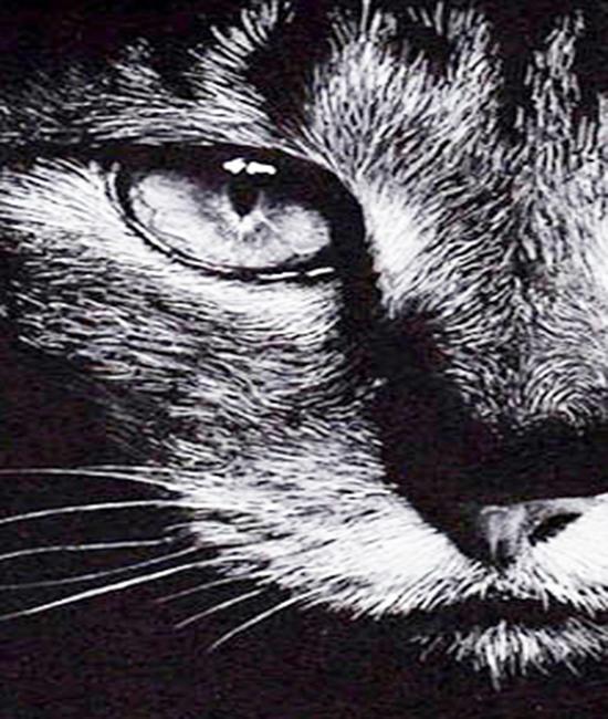 RUOPOTY Картина по номерам Слон, акрил на холсте, уникальный подарок, картина по номерам, лев, животное, украшение для дома