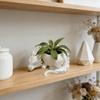 Plastic Succulent Planter Growing Pots Flower Container Dragon Shaped Plant Pot  for Desktop Decor