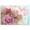 Canvas Print, Pink Peony Flowers