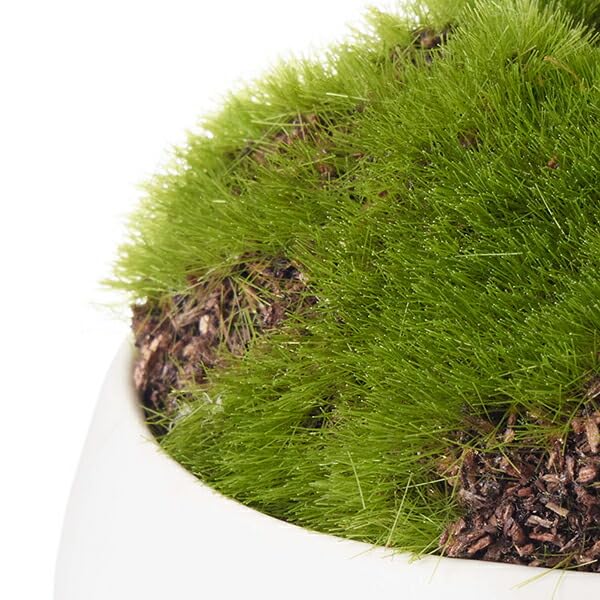 Fake Green Small Bowl White (Maple)