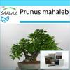 Подарочный набор - Бонсай - Вишня Махалеб - 30 семян - С подарочной коробкой, карточкой, этикеткой и субстратом для горшков - Prunus mahaleb