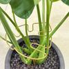 Reusable Metal Climbing Plant Stems Support Stake, Unique Design Plant Stake, Garden Decor, Flower Pot Decor, Plant Trellis, Ideal for Healthy Growth