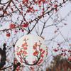 3Pcs Plum Blossom Design Paper Lanterns Cherry Paper Lanterns  Chinese New Year