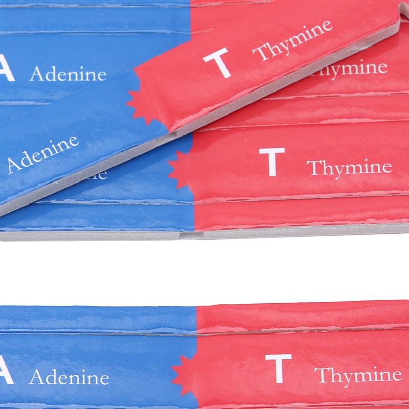 DNA Double Helix Science Popularization Teaching Models Teaching Tools Early Education Toy Human Genes For Kids Test Kit