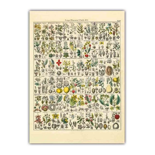 Скандинавское ретро-искусство картина на холсте с изображением растений эволюция цветов Популярная наука Плакат гостиная коридор украшение дома фреска без рамки