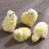 Пасха Дети День Рождения Подарок Дети Познание Животное Кукла Курица Модель Плюшевая Игрушка Моделирование Цыпленок
