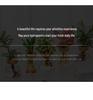 Indoor Desktop Murraya: Easy-Care Blooming Green Hydroponic Plants for Office & Living Room