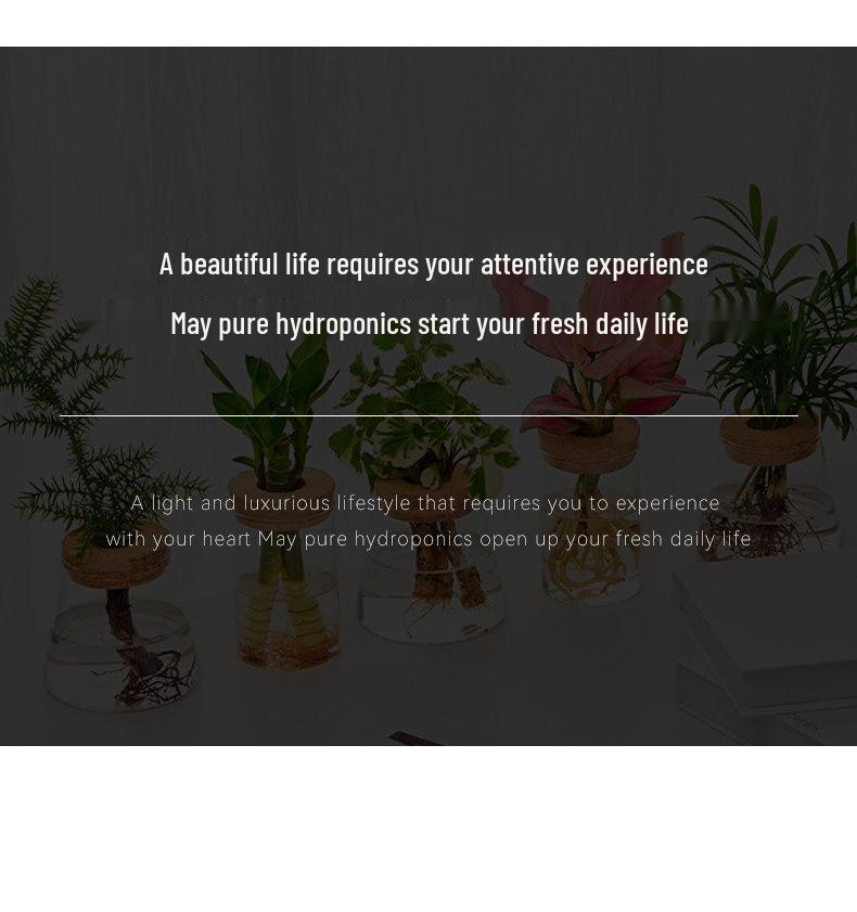 Indoor Desktop Murraya: Easy-Care Blooming Green Hydroponic Plants for Office & Living Room