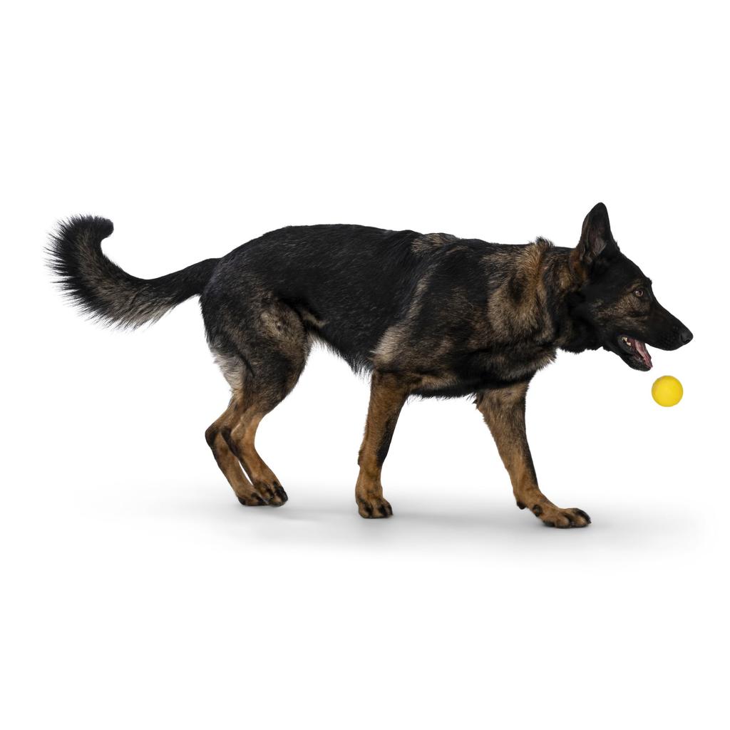 West Paw Dog Toy Ball Zogoflex Echo Bounder Dandelion Pink Yellow/Hot