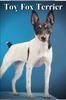 Книга Toy Fox Terrier : Dog Breed Overview and Guide