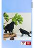 Children's Educational Eagle and Goshawk Animal Model Toy Set
