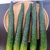 Soft PU Artificial Cucumber Simulation Cucumber for Home Decoration Basket Display Photography Kitchen Vegetable Toy