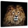 Canvas Print Majestic Lion