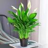 Smooth Sailing White Anthurium Potted Plant - Easy-to-Grow Indoor Greenery for Good Luck
