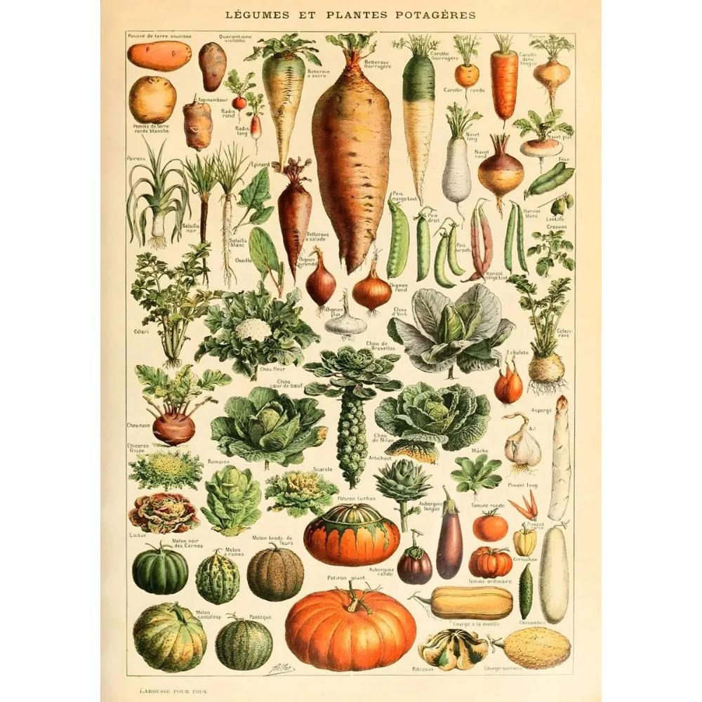 Vintage Classic Wall Art Plants Mushroom Medicine Flower Insect Butterfly Vegetable Pumpkin Carrot Canvas Oil Posters And Prints