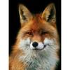 Новый 5D DIY алмазная живопись красная лиса Алмазная вышивка животные вышивка крестиком полная круглая дрель домашний декор ручной художественный подарок