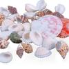 100g Mixed Shape Landscape Ornament Seashell Conch Aquarium Mini DIY Craft Decor