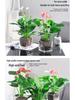 Smooth Sailing White Anthurium Potted Plant - Easy-to-Grow Indoor Greenery for Good Luck