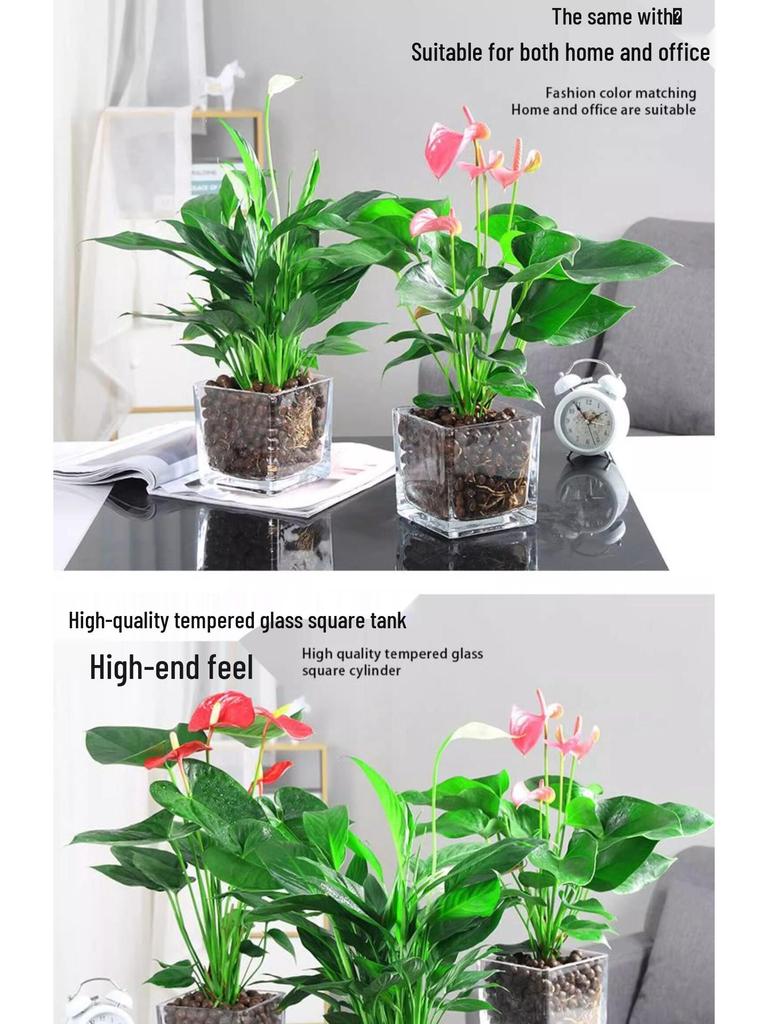 Smooth Sailing White Anthurium Potted Plant - Easy-to-Grow Indoor Greenery for Good Luck