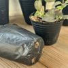 500pcs/set Disposable Plant Nutrition Cups Black Flower Vegetable Grow Bag  Garden Tools